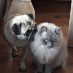 petsport2