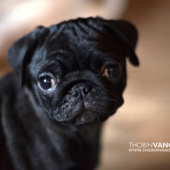 puppys1